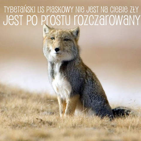 Tybetański lis piaskowy nie jest na Ciebie zły, jest po prostu rozczarowany...